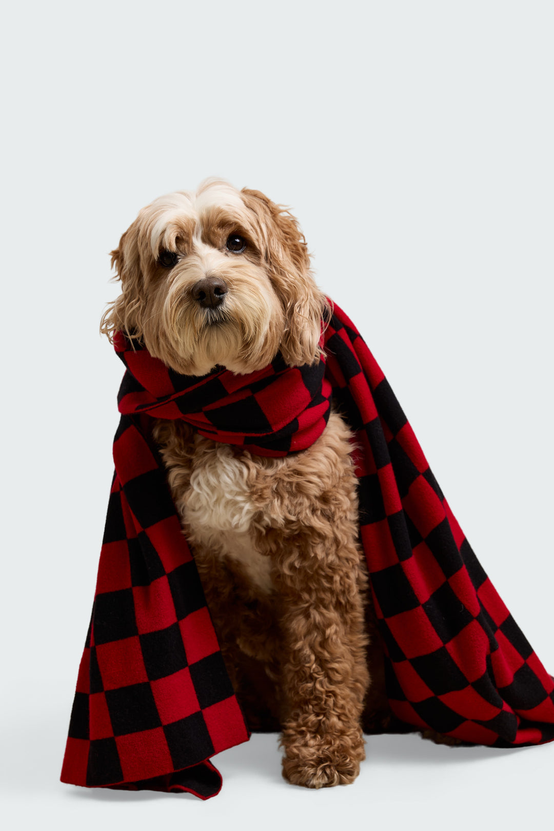 Susan Super Fine Merino Black/Red